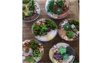 All Ages Plant Nite: Glass Succulent Bowls - Create One